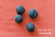 胆南星的图片