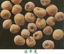 法半夏的图片