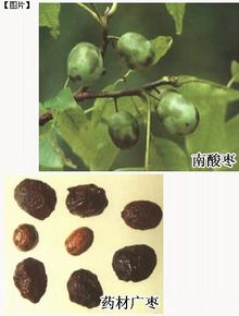 广枣的图片