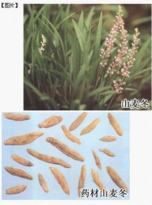 山麦冬的图片