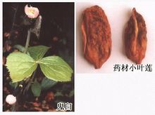 小叶莲的图片
