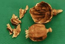 罂粟壳的图片