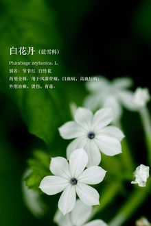 白花丹的图片