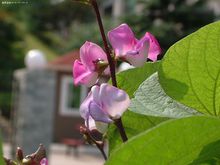扁豆花的图片
