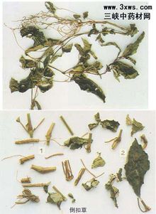 倒扣草的图片