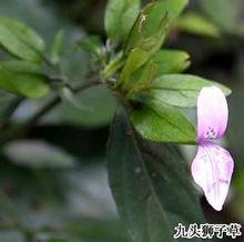 九头狮子草的图片
