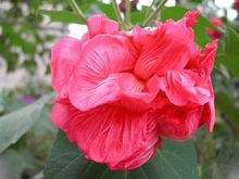 木芙蓉的图片