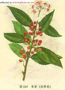 背花疮的图片