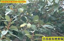 薜荔根的图片