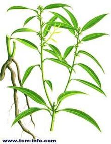 长叶柄野扇花的图片