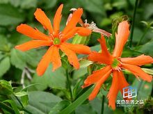 大花剪秋罗的图片