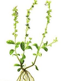 弹刀子菜的图片