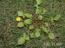 稻槎菜的图片