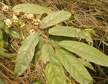 杜茎山的图片