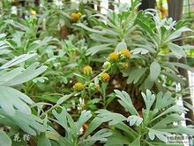 芙蓉菊根的图片