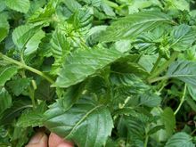 凉粉草的图片