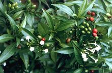 萝芙木茎叶的图片