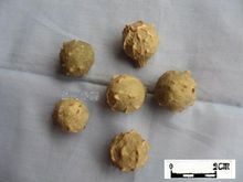 没食子的图片