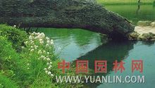 水田碎米荠的图片