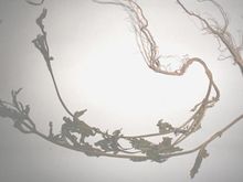 铁马鞭的图片