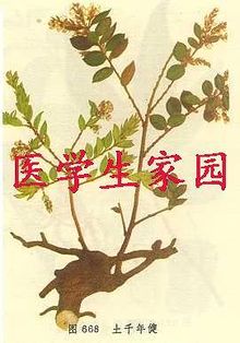 土千年健叶的图片