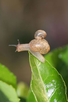 蜗牛的图片