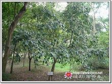 五月茶的图片