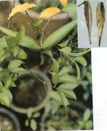 羊角拗的图片
