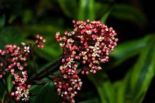 茵芋的图片