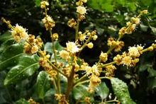 龙眼花的图片