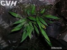 射鸡尾的图片