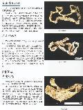 蛇蜕的图片
