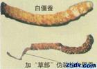 白僵蚕的图片