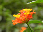 狗屎花根的图片