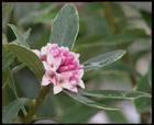瑞香花的图片