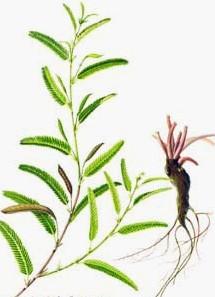 山扁豆的图片