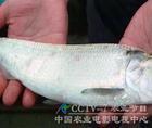 鲥鱼鳞的图片