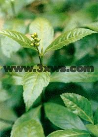 肿节风的图片