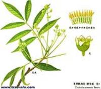 白骨走马的图片