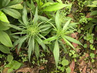 白术的图片